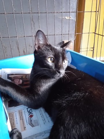 Terry (Black) - Domestic Short Hair Cat