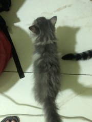 Spero - Domestic Long Hair Cat