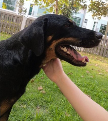 Hart - Doberman Pinscher Mix Dog