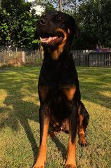 Hart - Doberman Pinscher Mix Dog