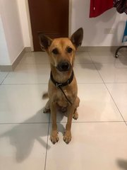 Manick - Mixed Breed Dog