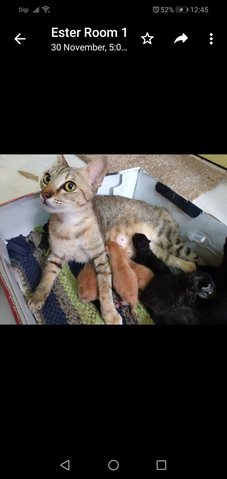 Mother And Kittens - Domestic Short Hair Cat