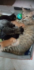 Mother And Kittens - Domestic Short Hair Cat