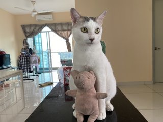 Mooncake - Domestic Short Hair Cat