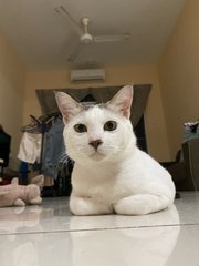 Mooncake - Domestic Short Hair Cat