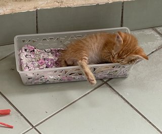 He likes to sleep in a small basket like this!