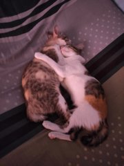 Lulu &amp; Skittles - Domestic Short Hair Cat