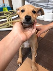 Butter (Love Kids) - Mixed Breed Dog