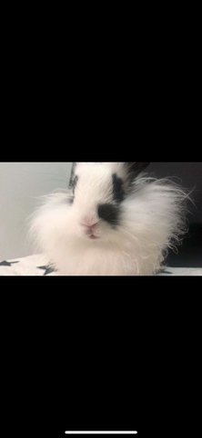 Feng Cheche(风车车) - Lionhead + Dwarf Rabbit