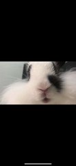 Feng Cheche(风车车) - Lionhead + Dwarf Rabbit