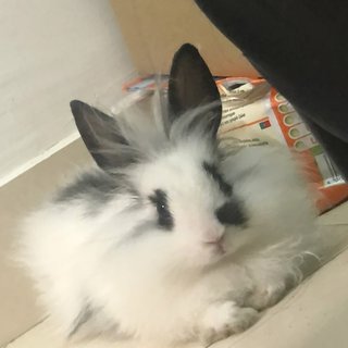 Feng Cheche(风车车) - Lionhead + Dwarf Rabbit