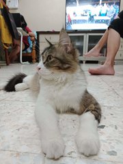 Biao Jie - Siberian + Domestic Short Hair Cat