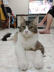 Biao Jie - Siberian + Domestic Short Hair Cat