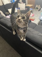 Liam - Tabby Cat