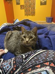 Liam - Tabby Cat