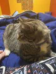 Liam - Tabby Cat