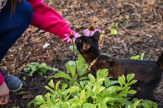 Gremlin - Bombay Cat