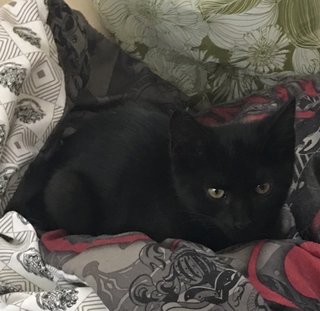 Zazu - Bombay Cat