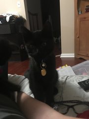 Zazu - Bombay Cat