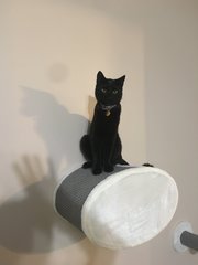 Zazu - Bombay Cat