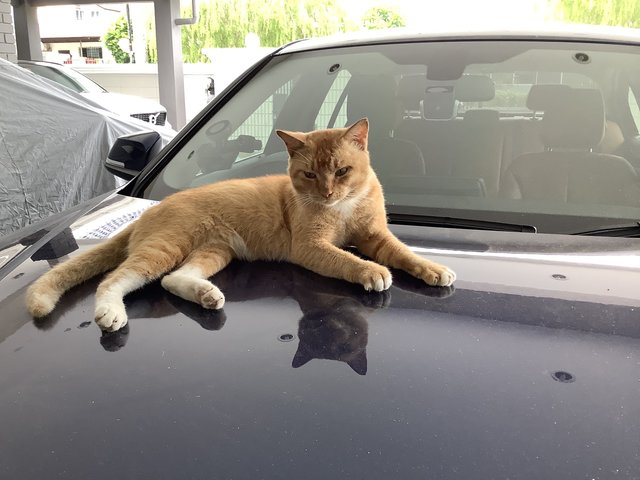 Ginger - Domestic Short Hair Cat