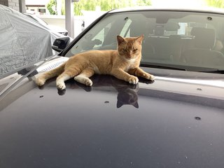 Ginger - Domestic Short Hair Cat