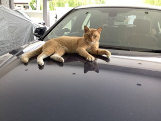 Ginger - Domestic Short Hair Cat