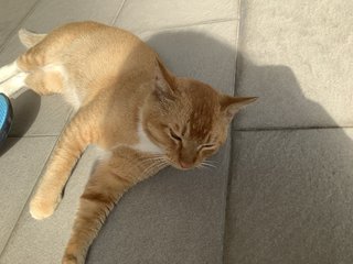 Ginger - Domestic Short Hair Cat