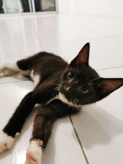 Lily/qiqi/dagu/lembu - Domestic Short Hair Cat