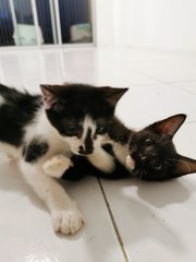 Lily/qiqi/dagu/lembu - Domestic Short Hair Cat