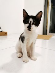 Lily/qiqi/dagu/lembu - Domestic Short Hair Cat