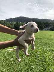 Ramen - Mixed Breed Dog