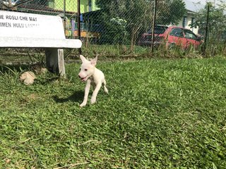 Ramen - Mixed Breed Dog