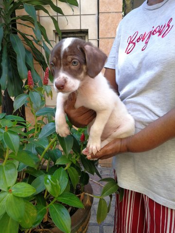 Koko - Jack Russell Terrier Mix Dog