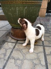 Koko - Jack Russell Terrier Mix Dog