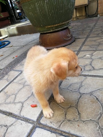 Momo - Retriever Mix Dog