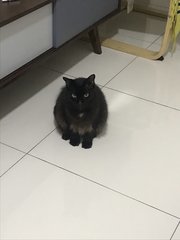 Yizzy - Domestic Medium Hair Cat