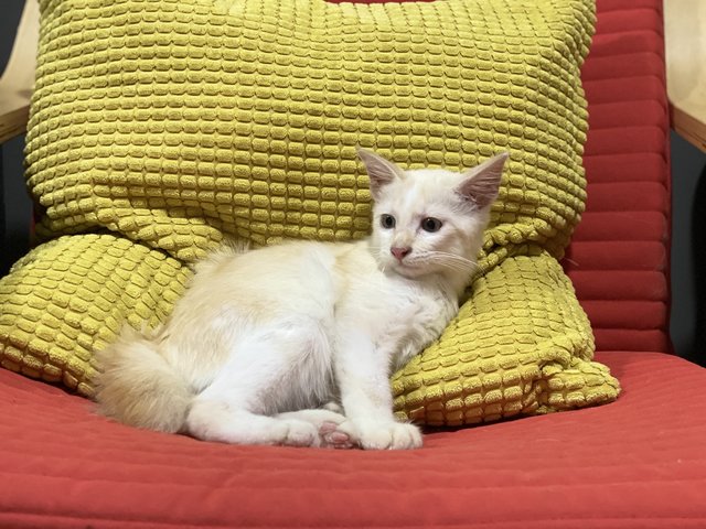 Jebat - Domestic Medium Hair + Turkish Angora Cat