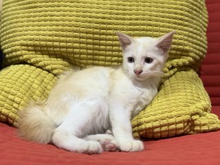 Jebat - Domestic Medium Hair + Turkish Angora Cat