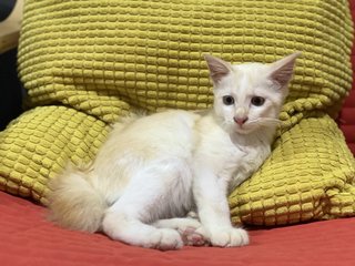 Jebat - Domestic Medium Hair + Turkish Angora Cat