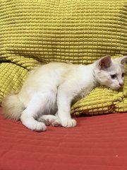 Jebat - Domestic Medium Hair + Turkish Angora Cat