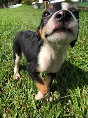 Stack - Mixed Breed Dog