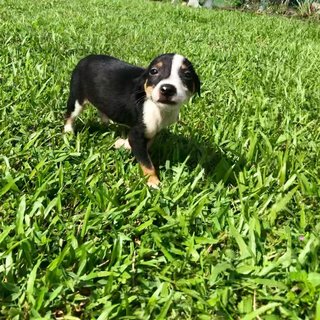 Stack - Mixed Breed Dog