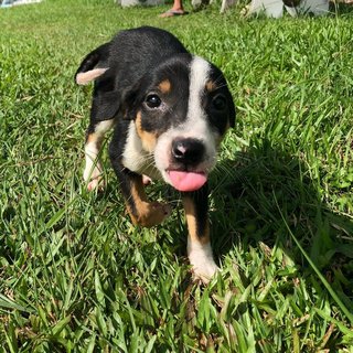 Stack - Mixed Breed Dog