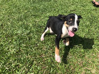 Stack - Mixed Breed Dog