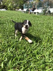 Stack - Mixed Breed Dog