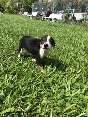 Stack - Mixed Breed Dog