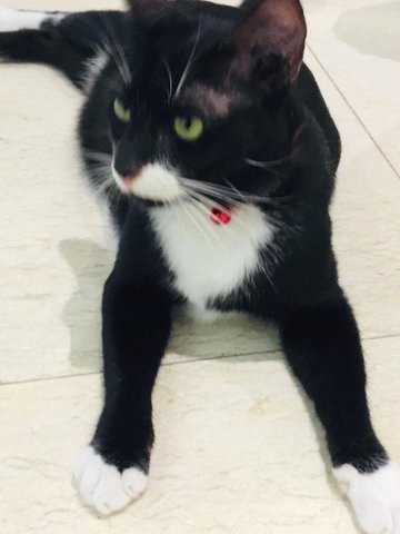 Oreo  - Domestic Short Hair Cat