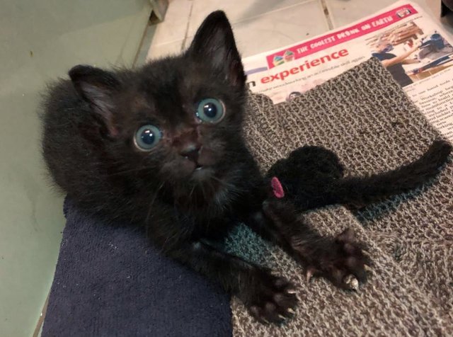 Toothless - Domestic Medium Hair Cat