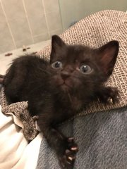 Toothless - Domestic Medium Hair Cat